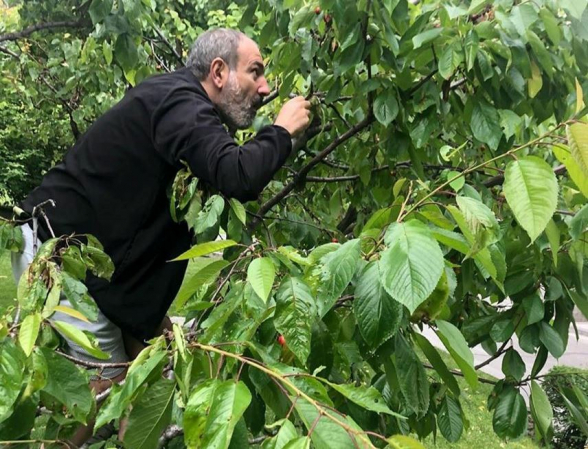 Փաշինյանի այցին ընդառաջ կառավարական շենքեր անգամ վարժեցված շներ են տանում. «Ժողովուրդ»